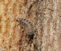 Polyxenus lagurus